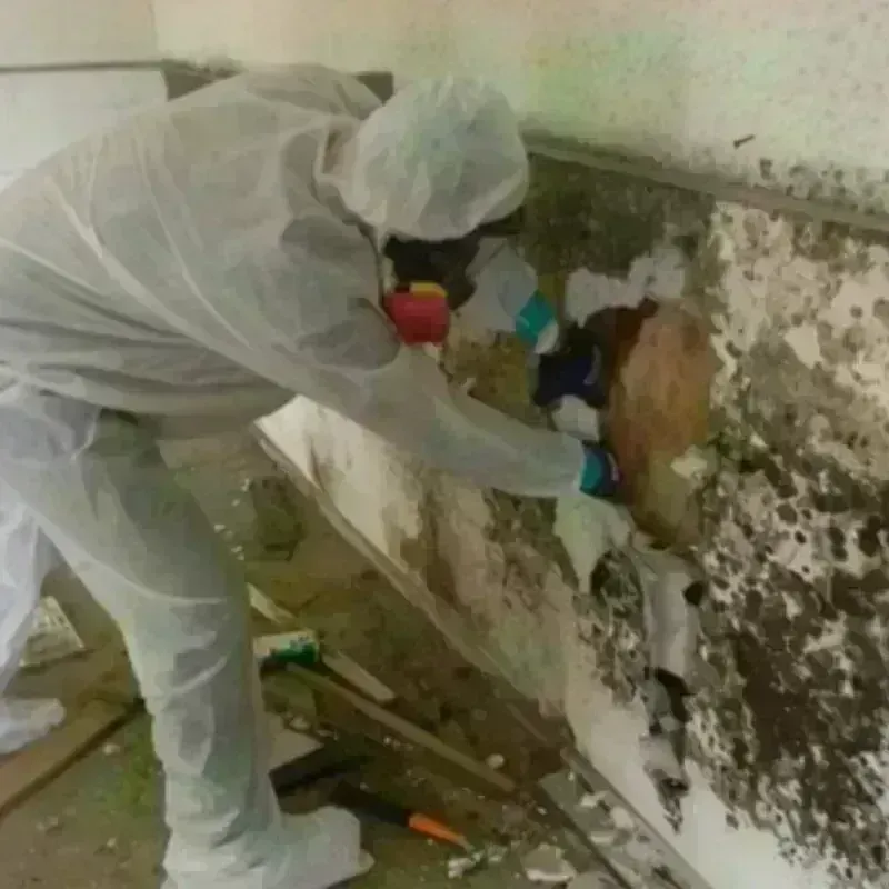 Mold Remediation and Removal in Leicester, VT